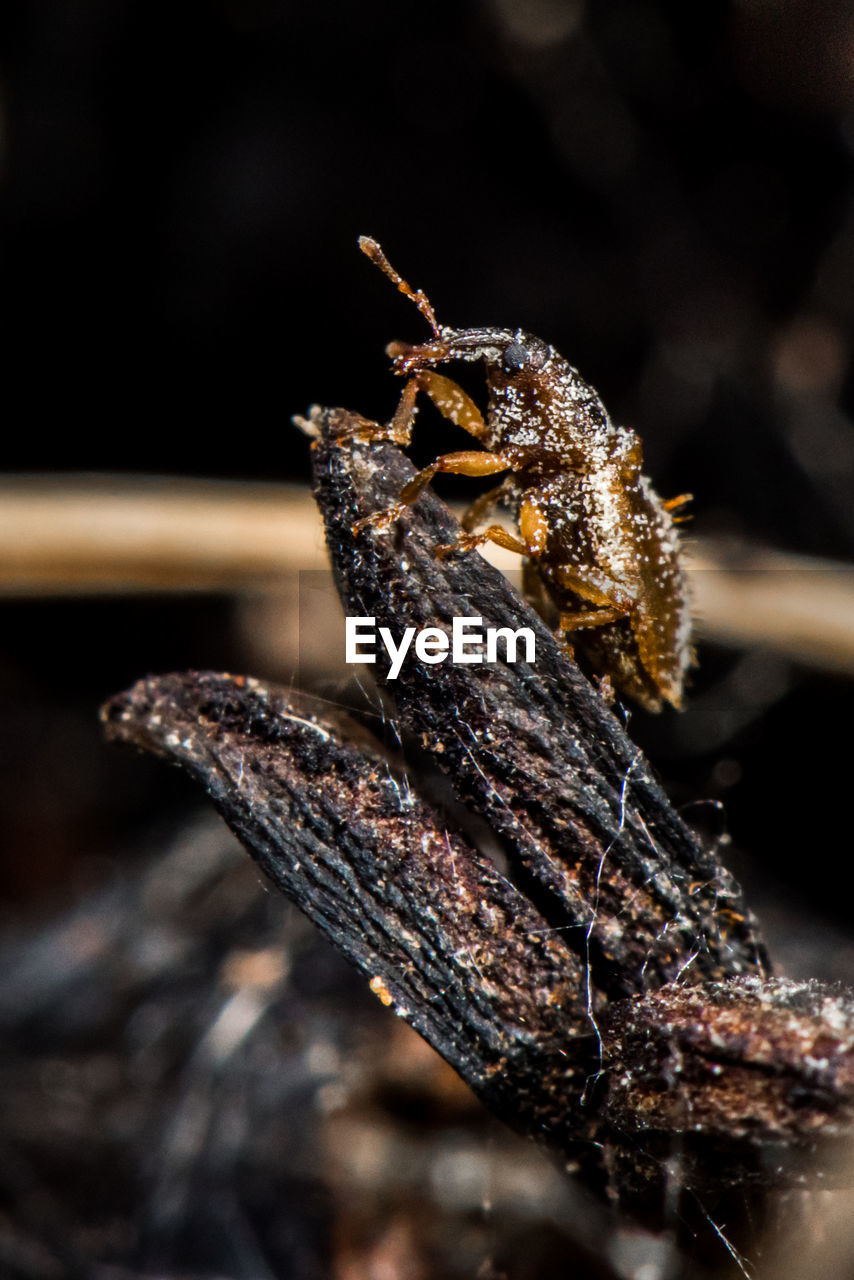 Closeup of tiny elaeidobius kamerunicus the oil palm pollination weevil.
