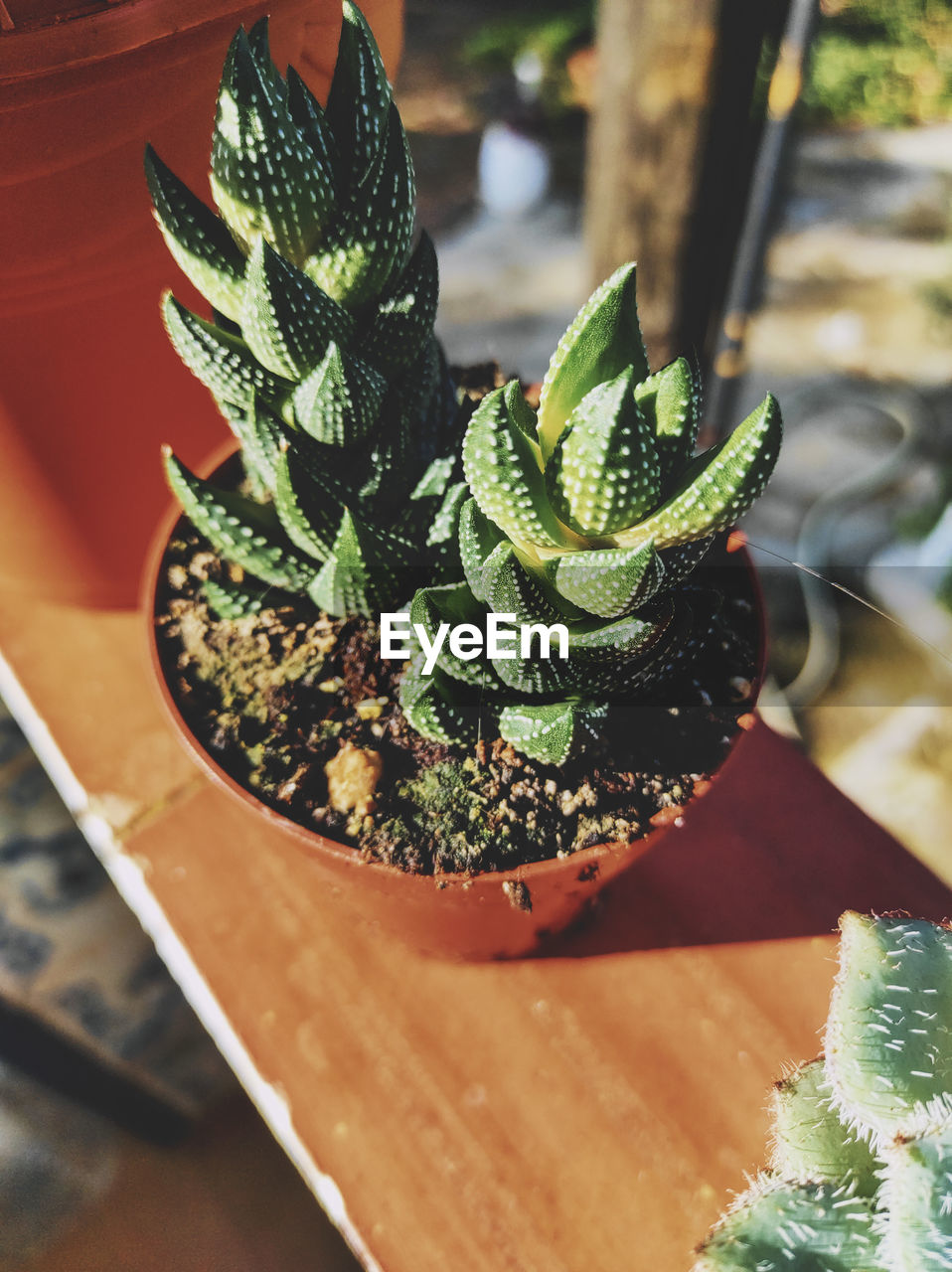 CLOSE-UP OF POTTED PLANT