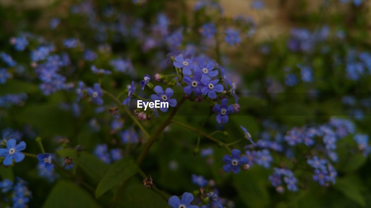 CLOSE-UP OF BUMBLEBEE ON PURPLE FLOWERS