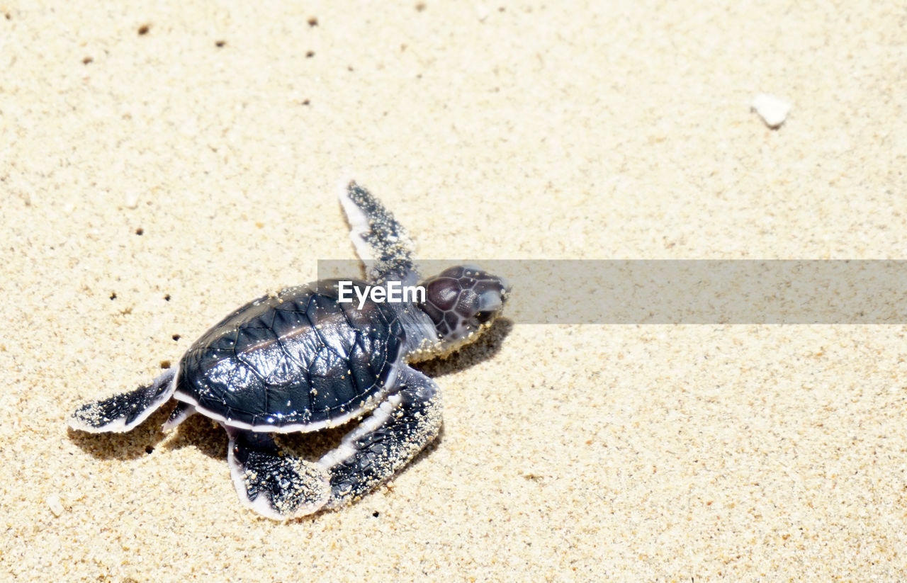 turtle, animal, animal themes, animal wildlife, wildlife, sea turtle, one animal, sand, reptile, land, beach, shell, nature, animal shell, no people, tortoise, high angle view, sea, day, close-up, outdoors, sea life, sunlight, marine, water