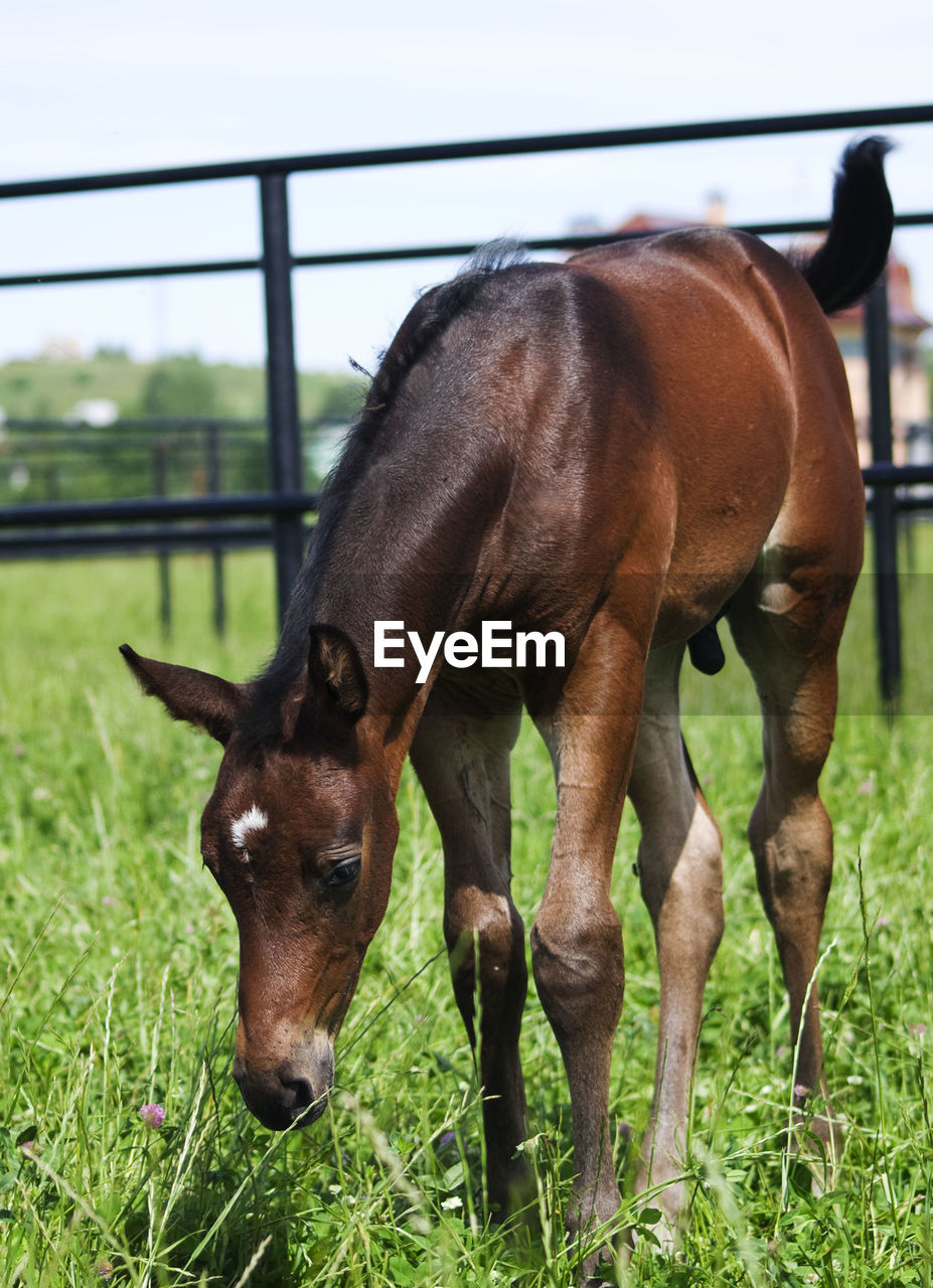 Horse on field