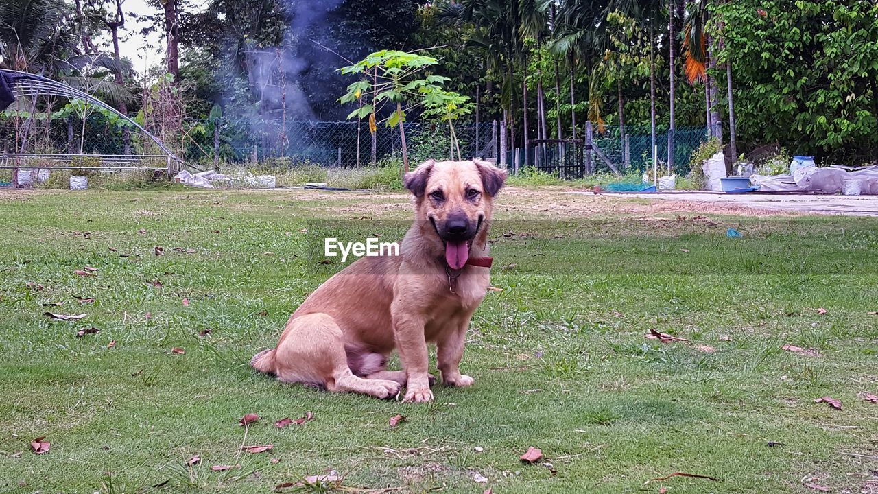 DOG IN GRASS