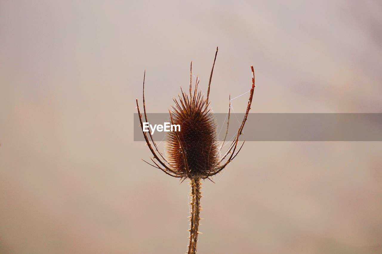 Close-up of dried plant