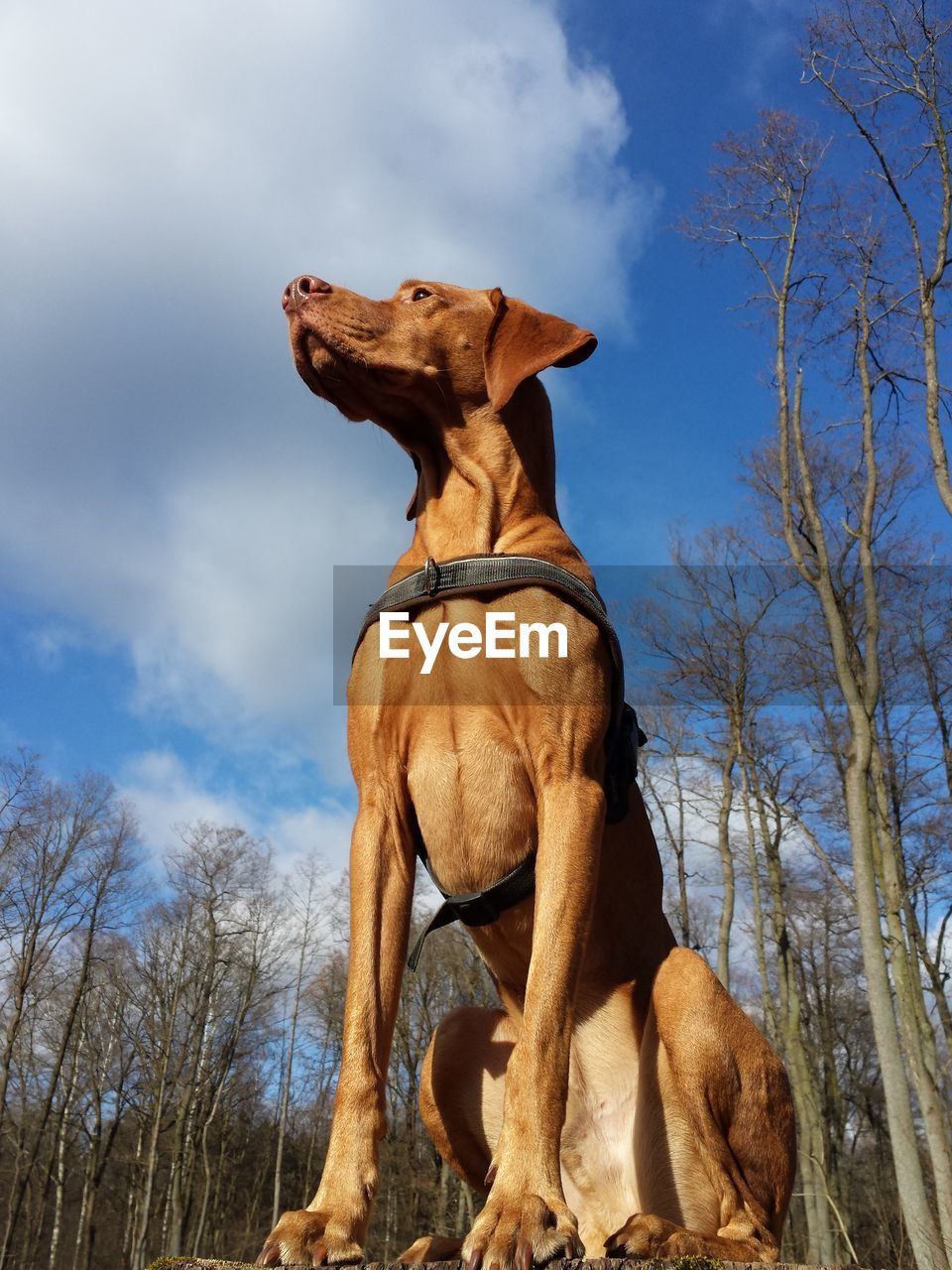 LOW ANGLE VIEW OF DOG LOOKING AT BARE TREE