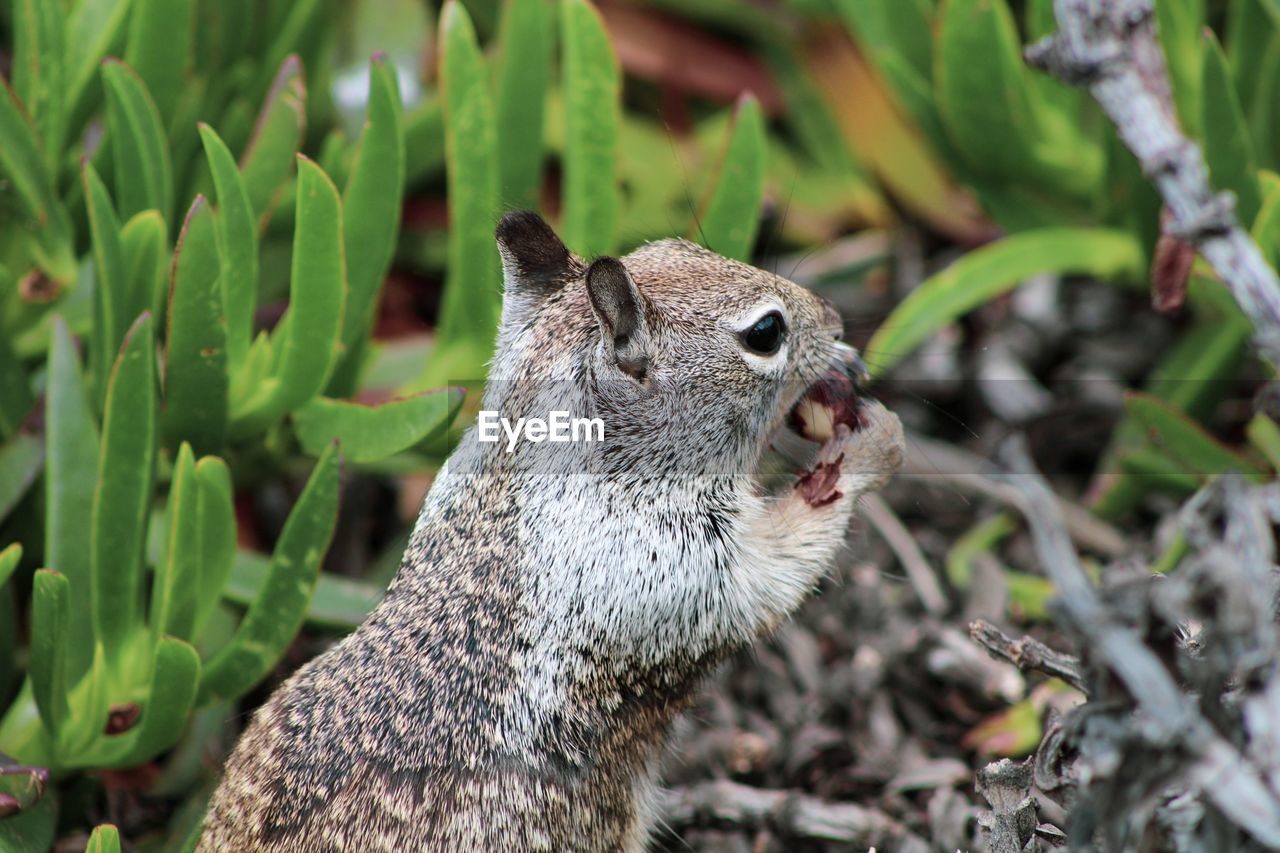 CLOSE-UP OF SQUIRREL ON LAND