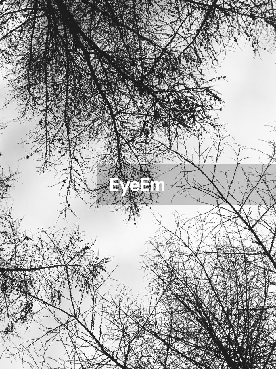 LOW ANGLE VIEW OF BARE TREE AGAINST SKY DURING WINTER