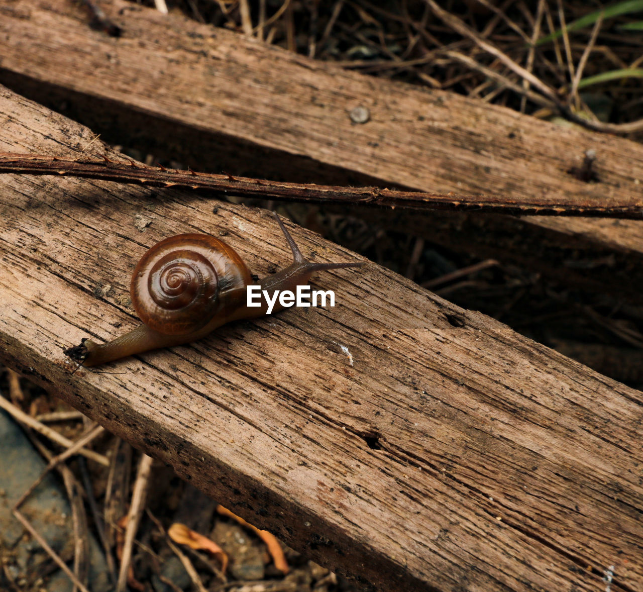 HIGH ANGLE VIEW OF SNAIL ON WOODEN WOOD