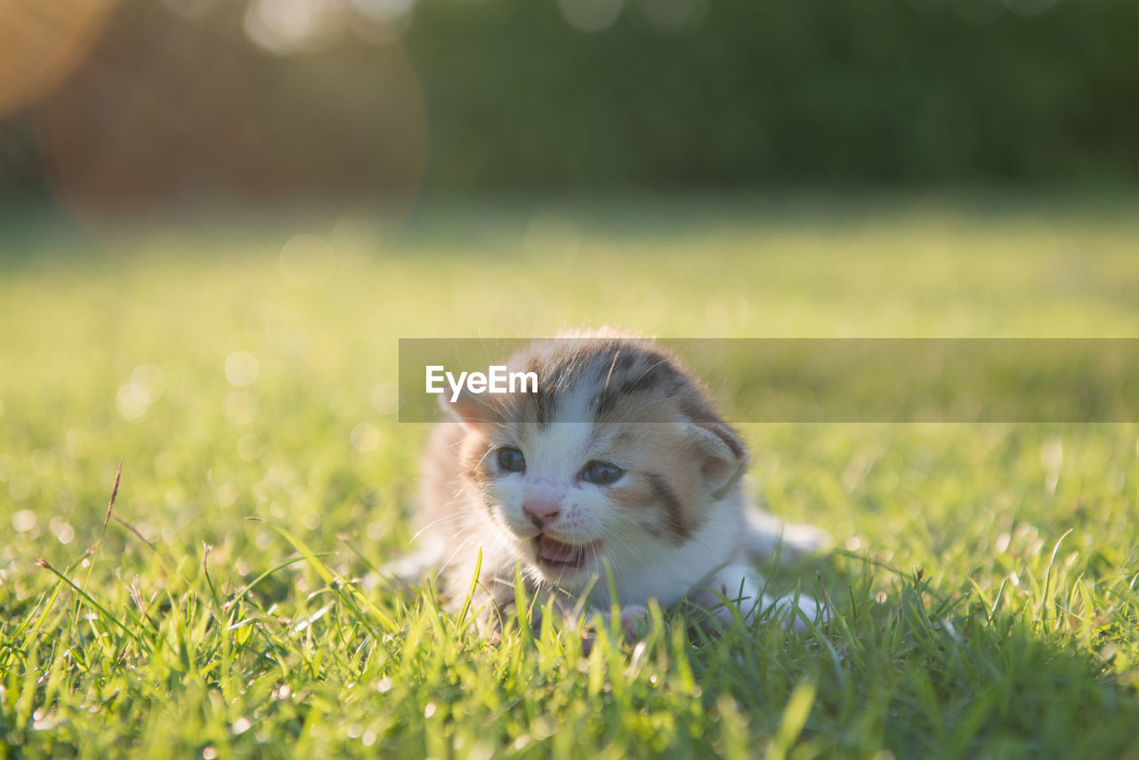 Kitten on grassy field