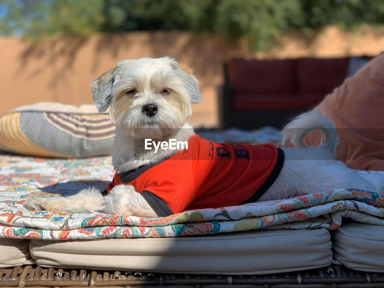 domestic animals, pet, canine, dog, mammal, one animal, animal themes, animal, lap dog, cute, puppy, morkie, portrait, maltese, clothing, relaxation, sitting, lifestyles, young animal, dog bed, focus on foreground, looking at camera, furniture, purebred dog
