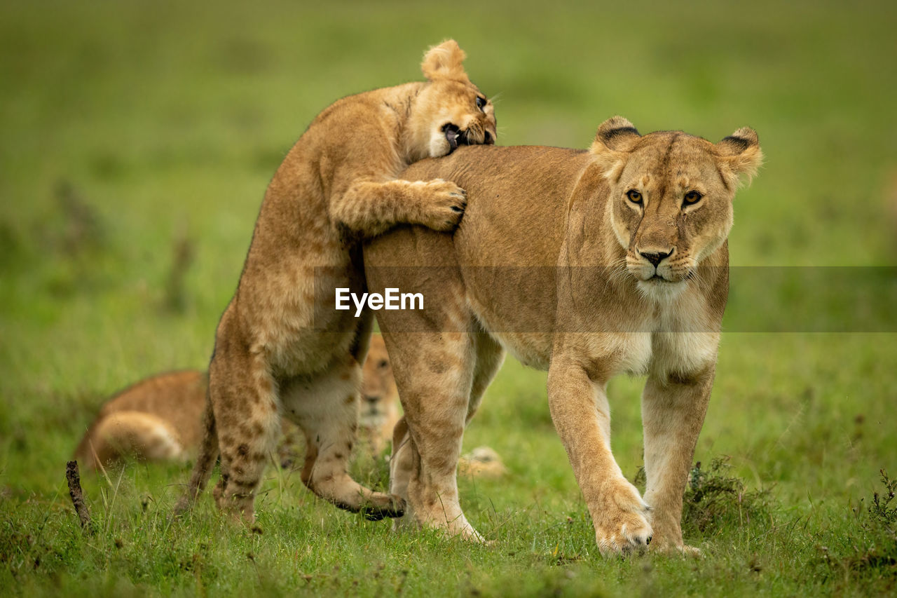 Cub stands on hind legs nibbling lioness