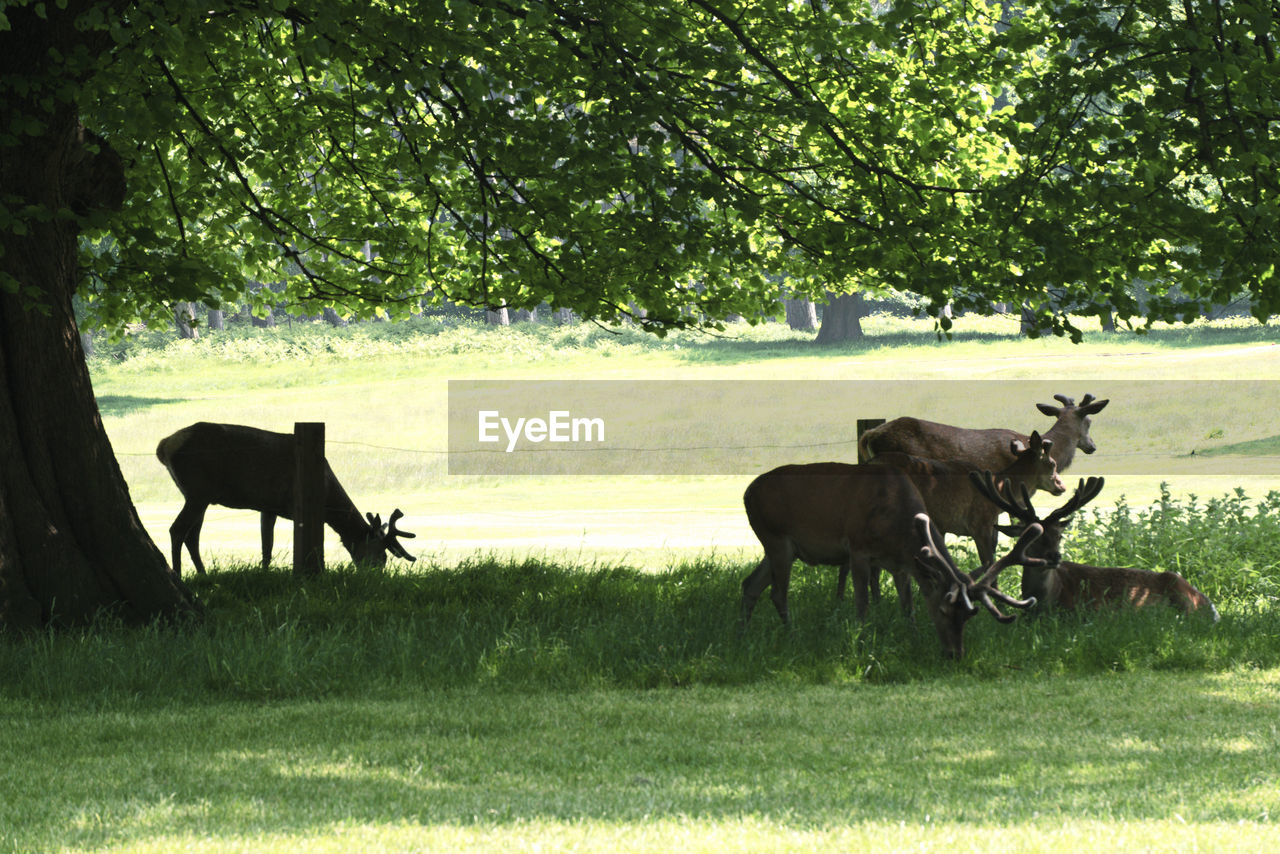 A few deers from wollaton park