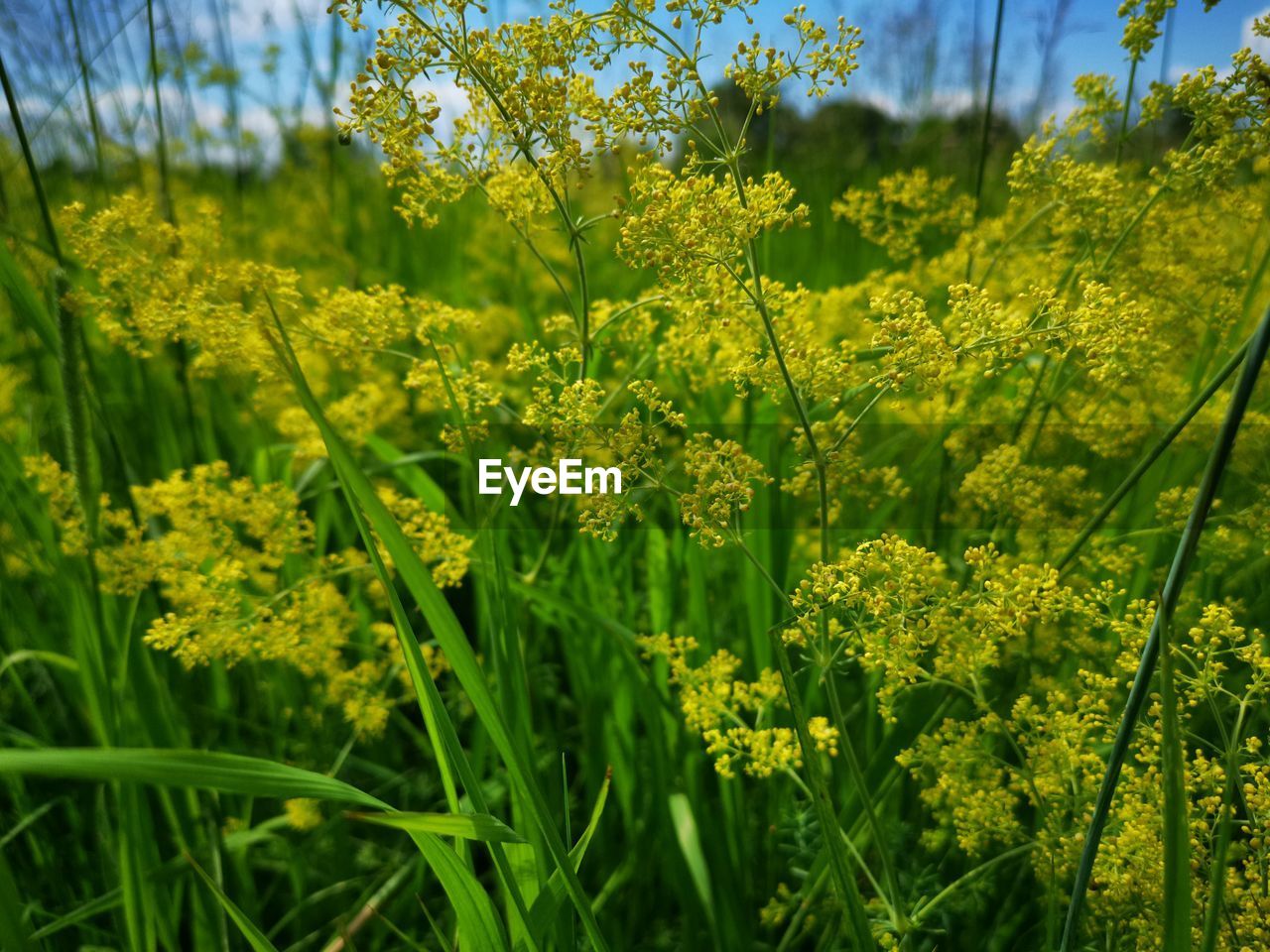 CLOSE-UP OF YELLOW FLOWERING PLANTS GROWING ON FIELD