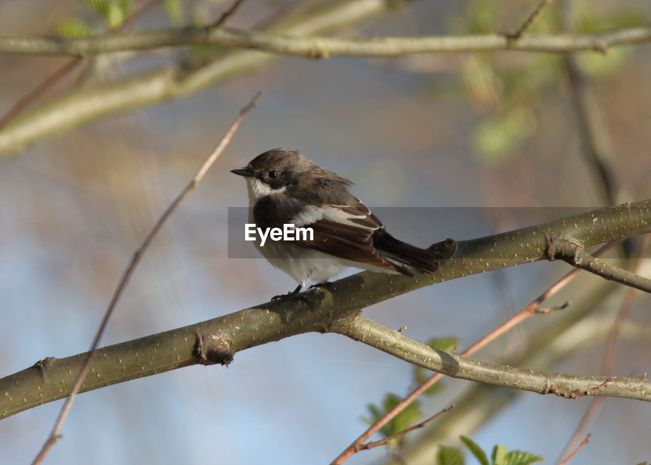 LOW ANGLE VIEW OF BIRD PERCHING ON TWIG