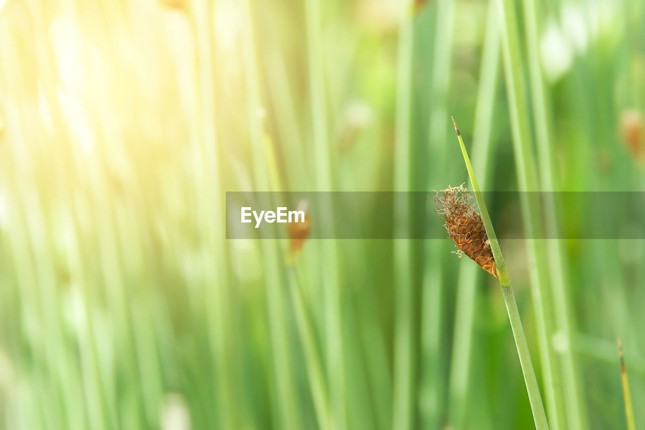 Closeup of papyrus grass on blurred greenery background with copy space for spring summer wallpaper