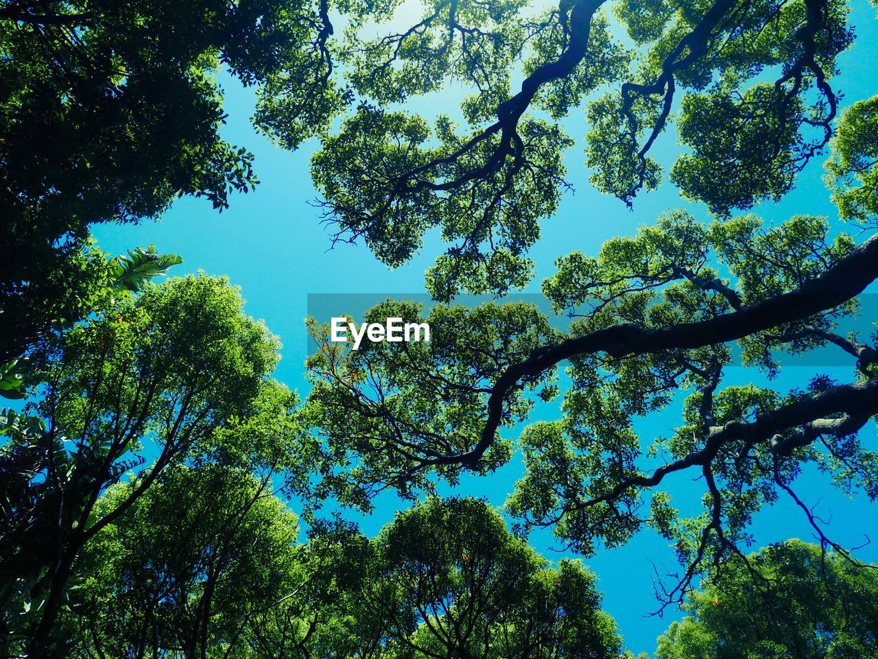 Low angle view of trees against sky