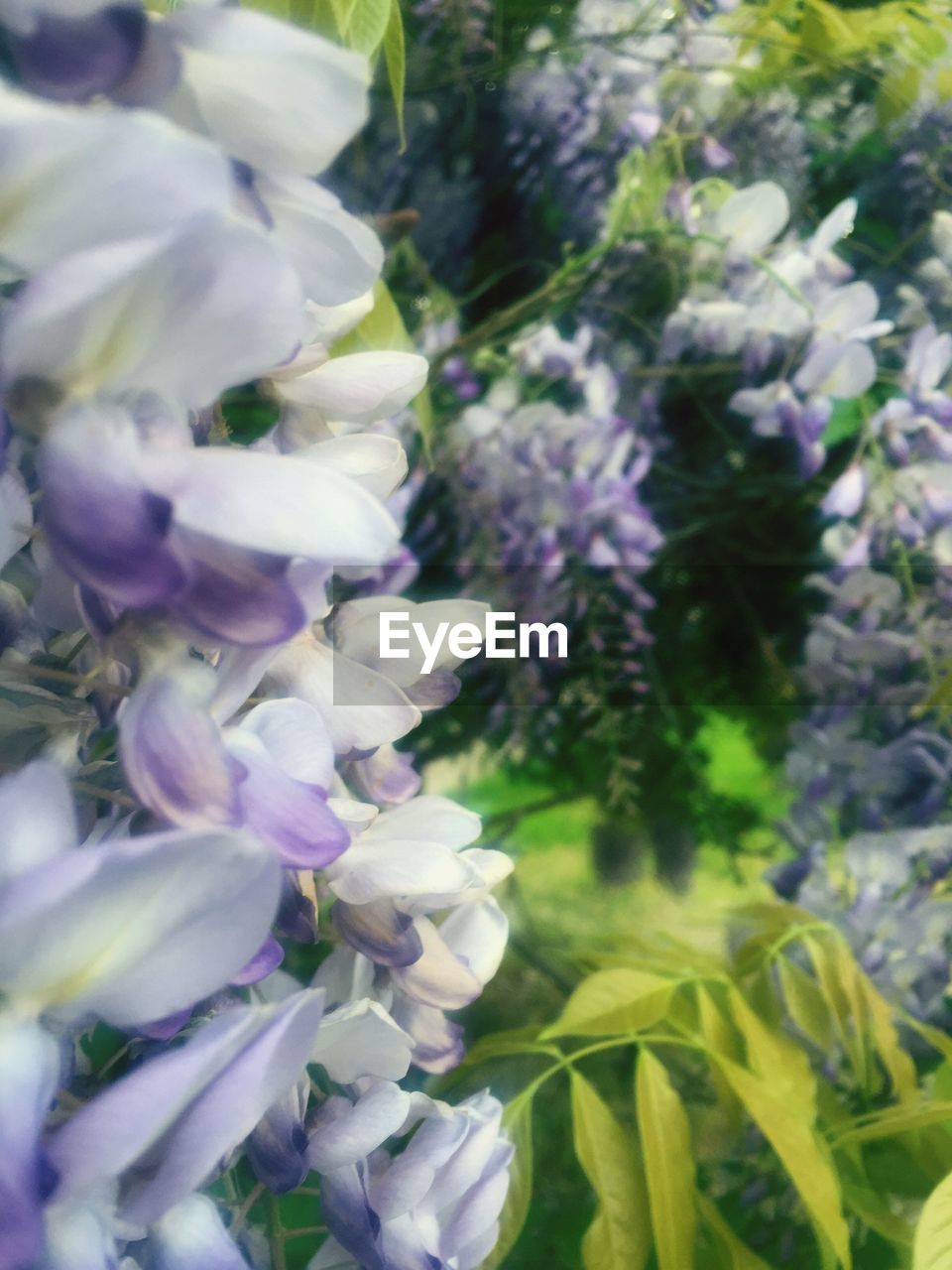 CLOSE-UP OF PURPLE FLOWERS BLOOMING OUTDOORS