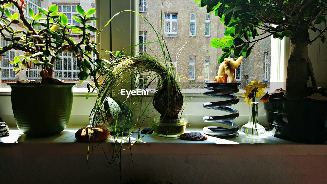 POTTED PLANTS ON BUILDING