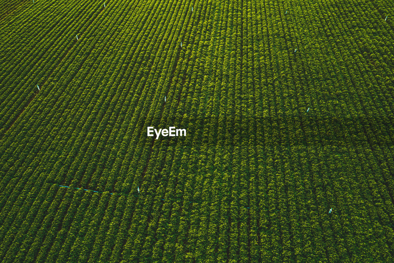 FULL FRAME SHOT OF CROPS GROWING ON FIELD