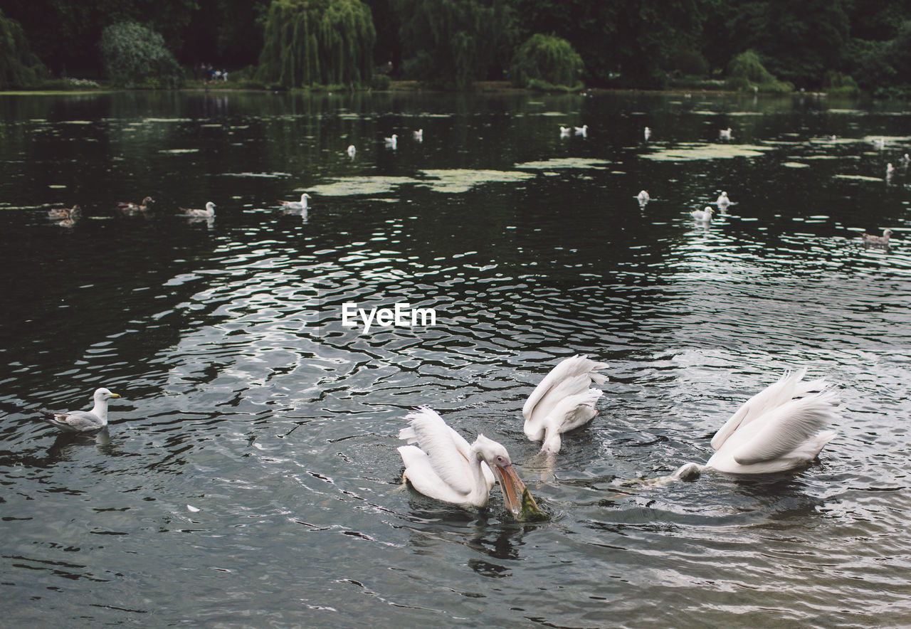 High angle view of pelicans foraging in lake