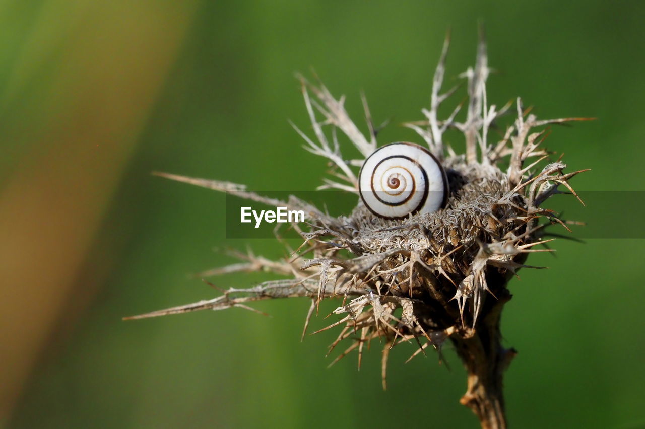 CLOSE-UP OF SNAIL ON A PLANT