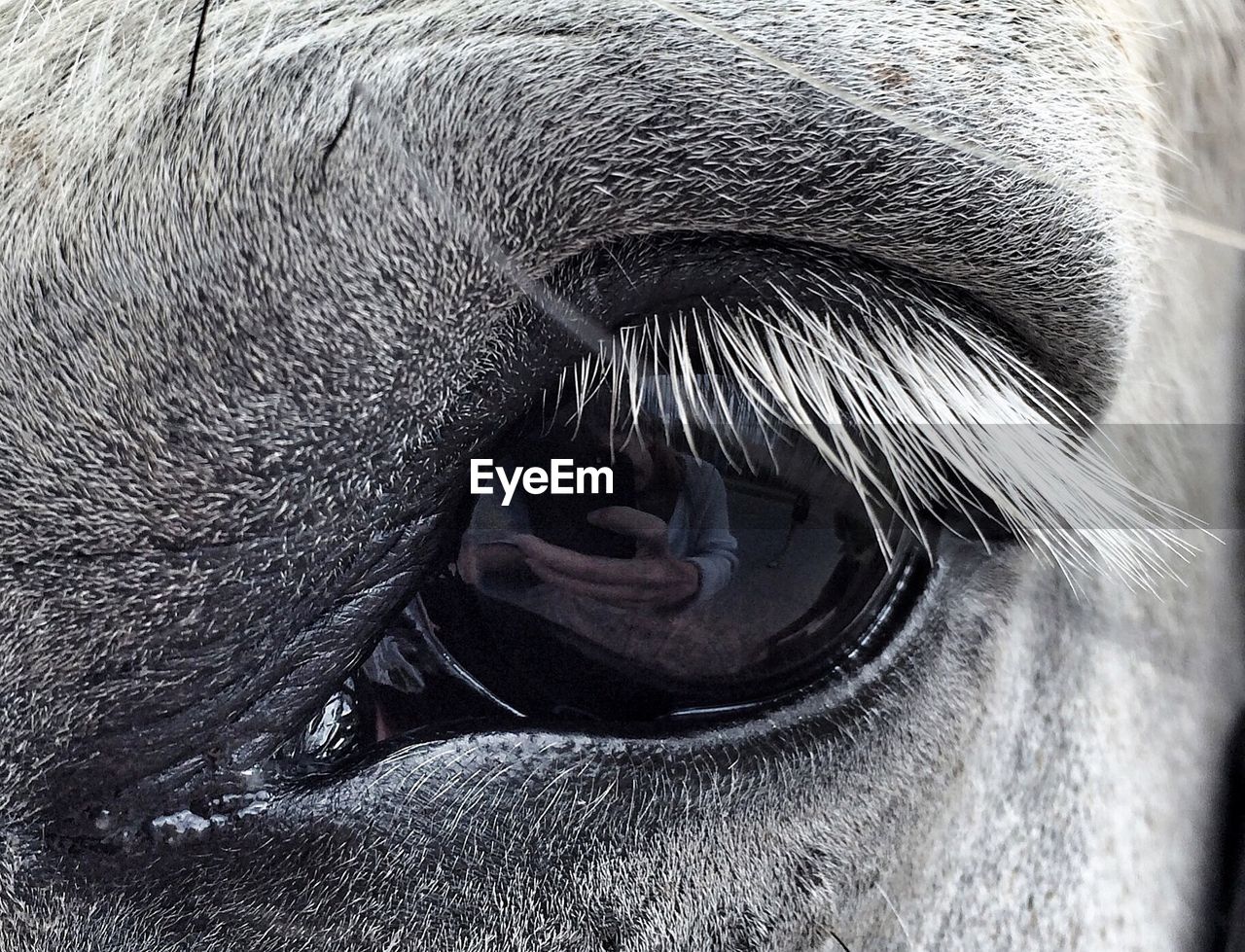 Close up of horse eye