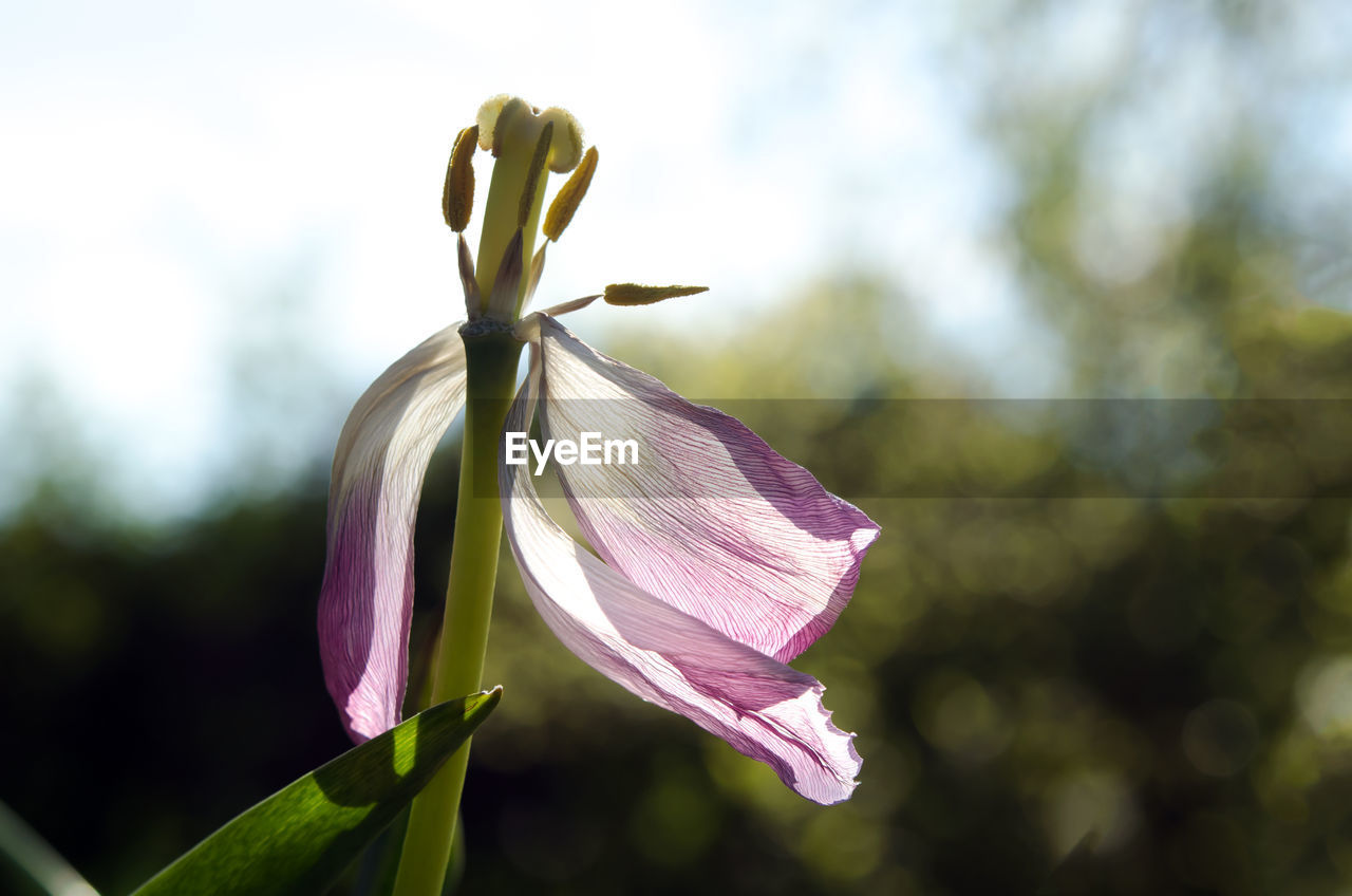 CLOSE-UP OF FLOWER BLOOMING OUTDOORS