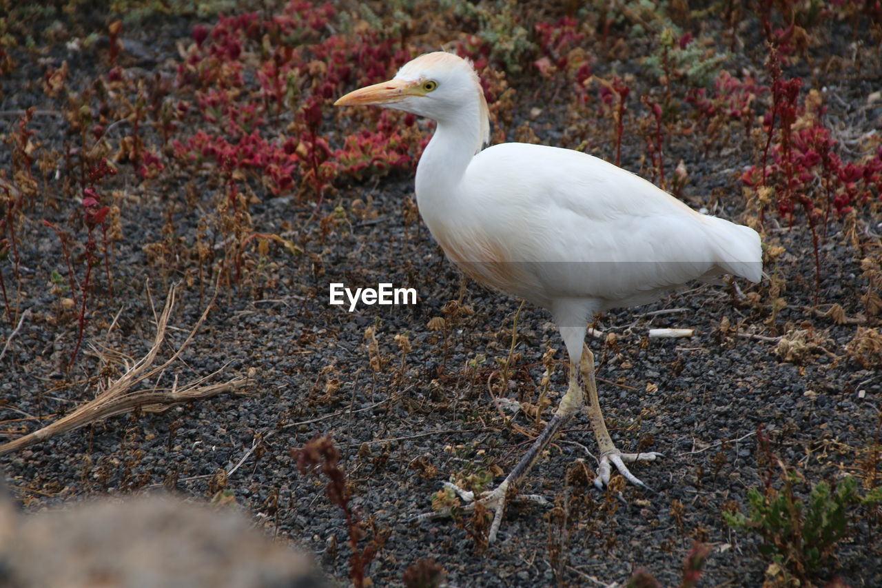 Close-up of white bird perching on a field