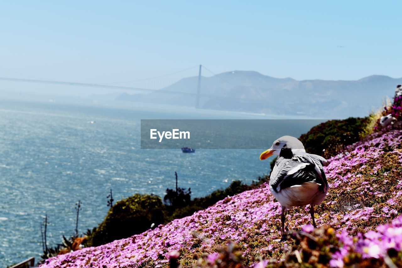 SCENIC VIEW OF SEA BY MOUNTAIN