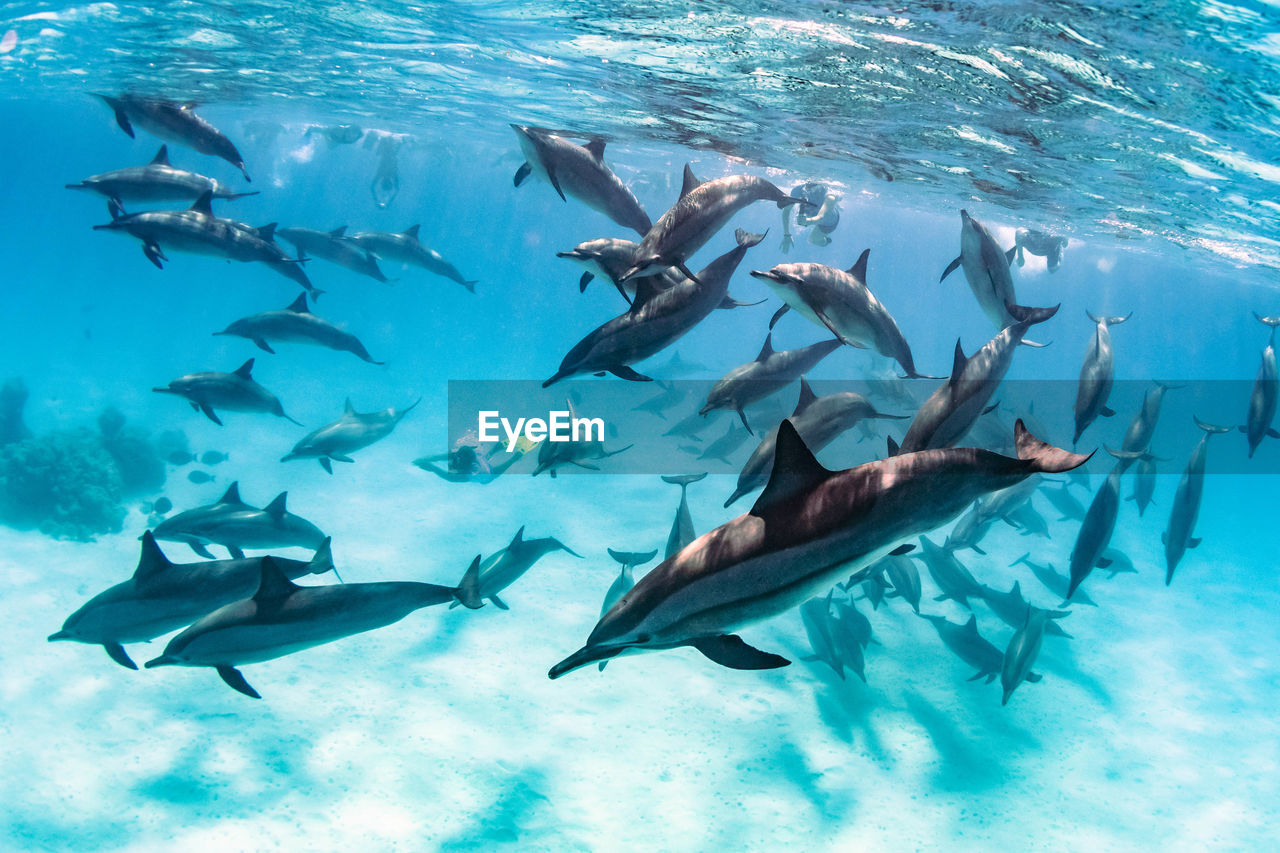Huge group of dolphins with snorkerlers