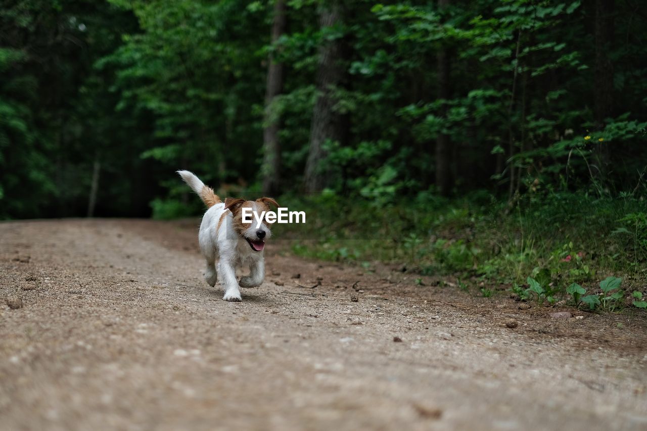 Dog running on dirt road in forest