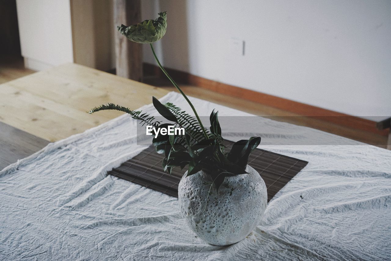 High angle view of potted plant on table at home