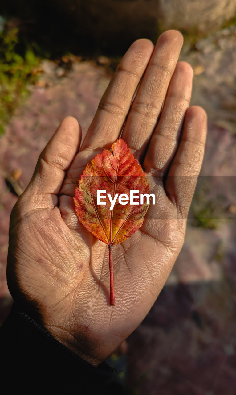 hand, leaf, one person, close-up, plant part, nature, autumn, holding, flower, tree, plant, soil, focus on foreground, dry, red, outdoors, macro photography, day, senior adult, adult, finger, beauty in nature, high angle view