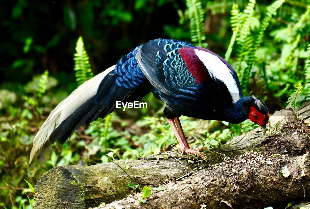 PEACOCK PERCHING ON ROCK