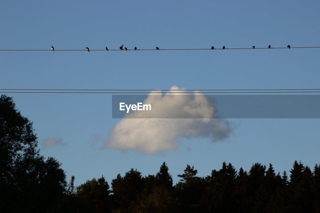 LOW ANGLE VIEW OF BIRDS PERCHING ON TREE