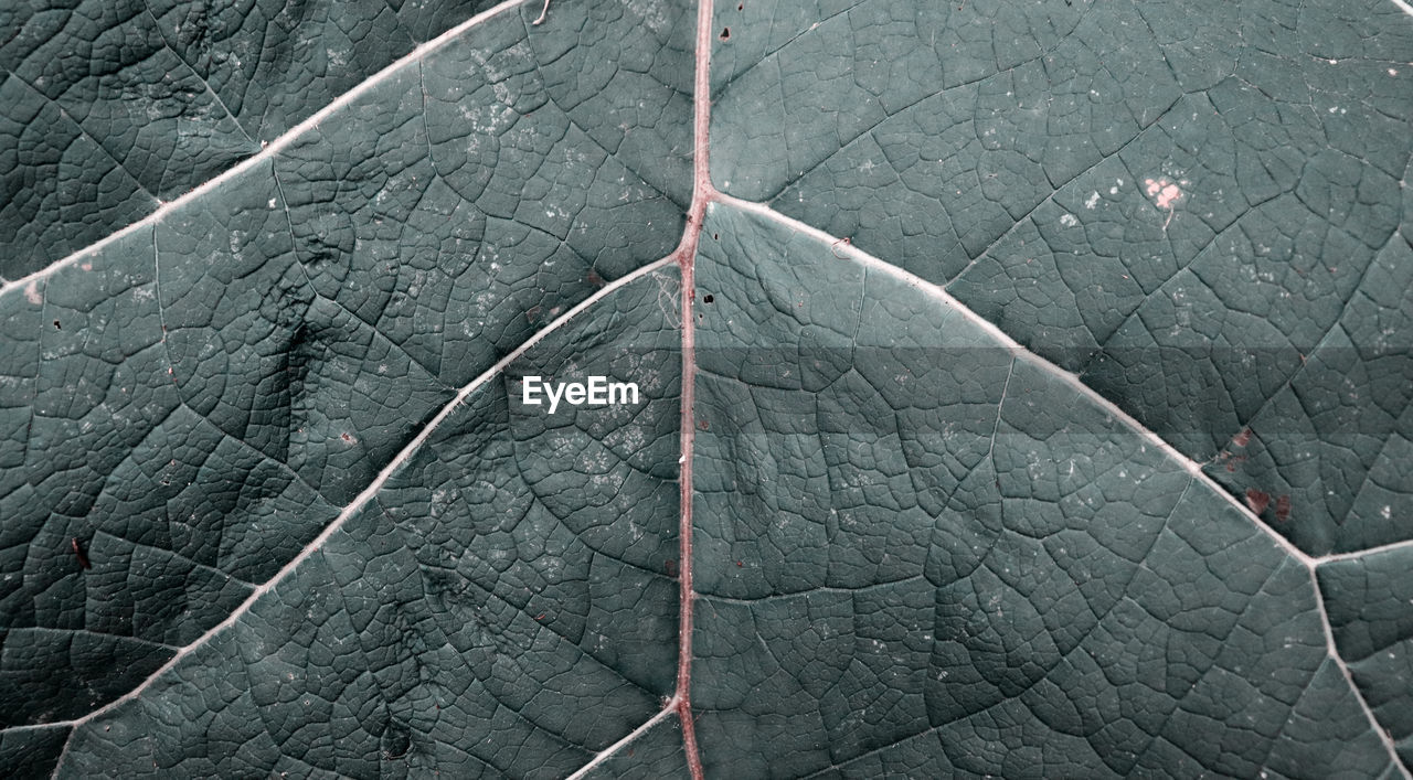 detail shot of leaf