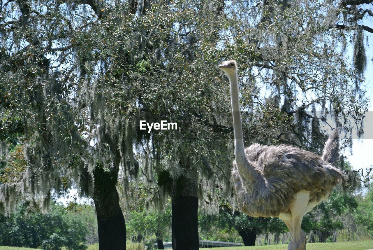 Ostrich on field against trees