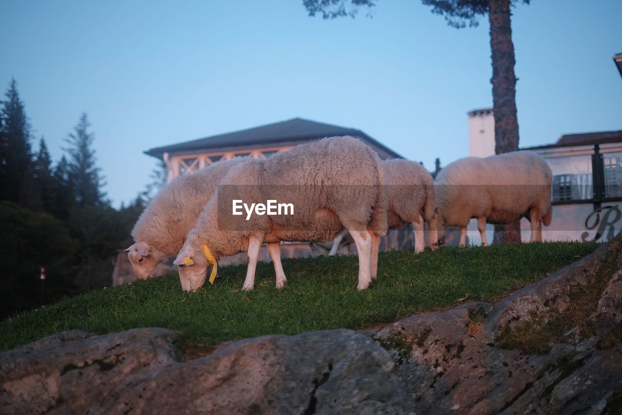 Side view of sheep grazing on field during sunset