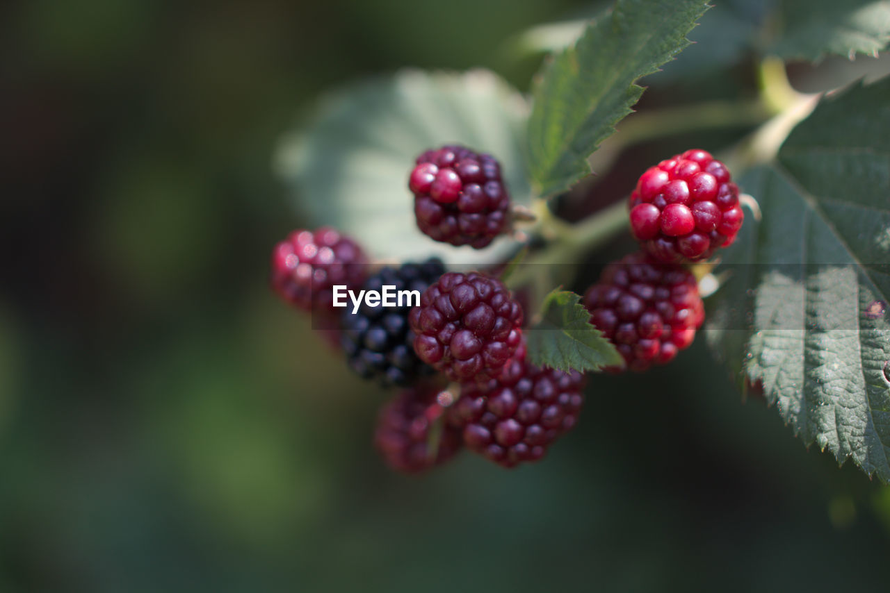 Close-up of berries growing on plant