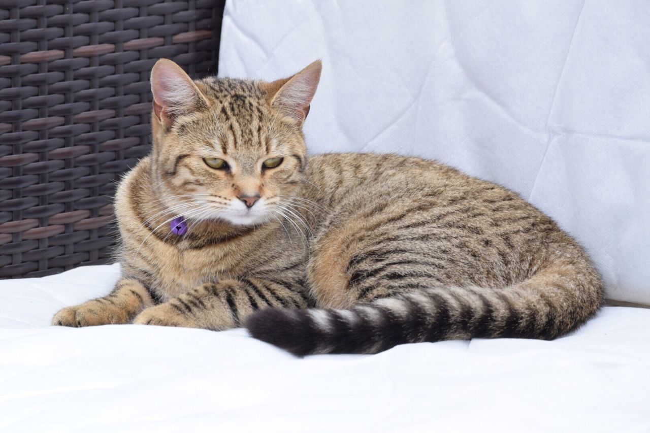 CLOSE-UP PORTRAIT OF CAT SLEEPING ON FLOOR