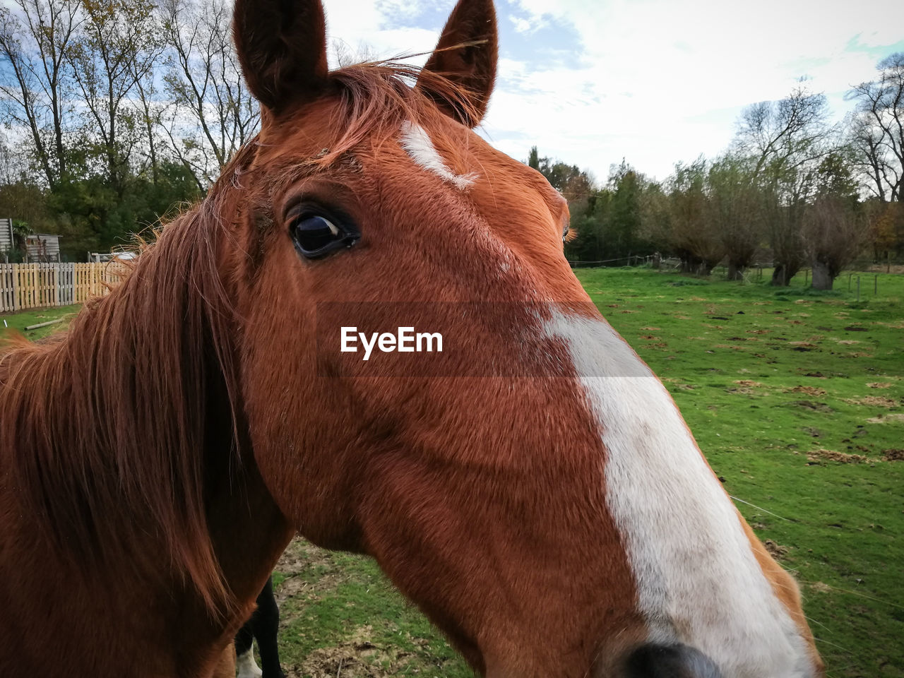 CLOSE-UP OF A HORSE IN FIELD