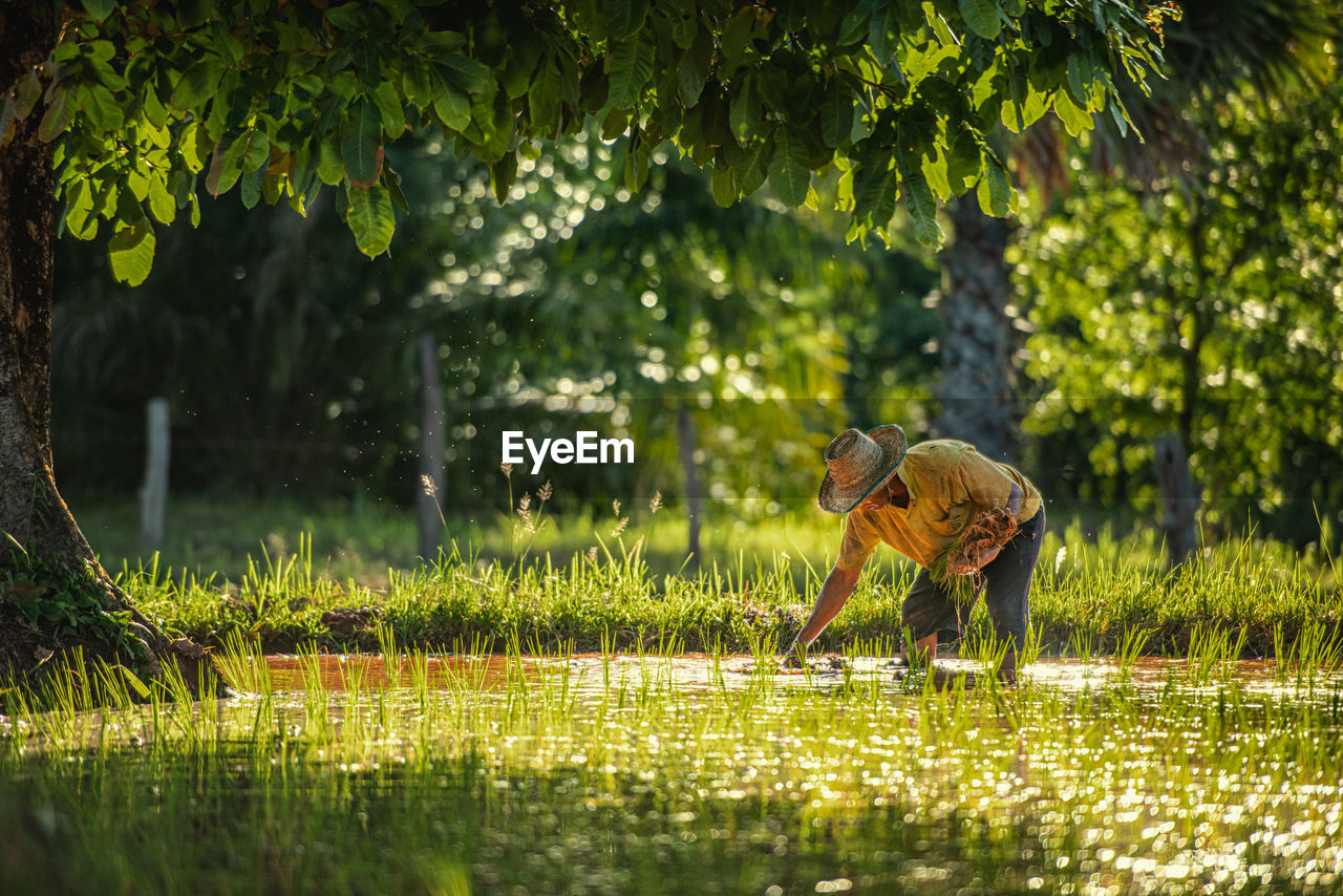 VIEW OF DOG ON GRASS