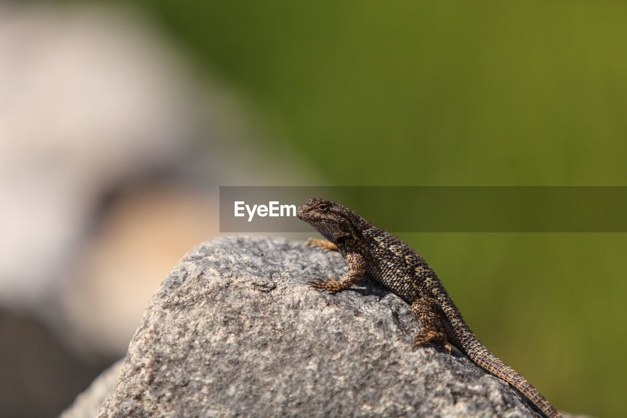 CLOSE-UP OF LIZARD OUTDOORS