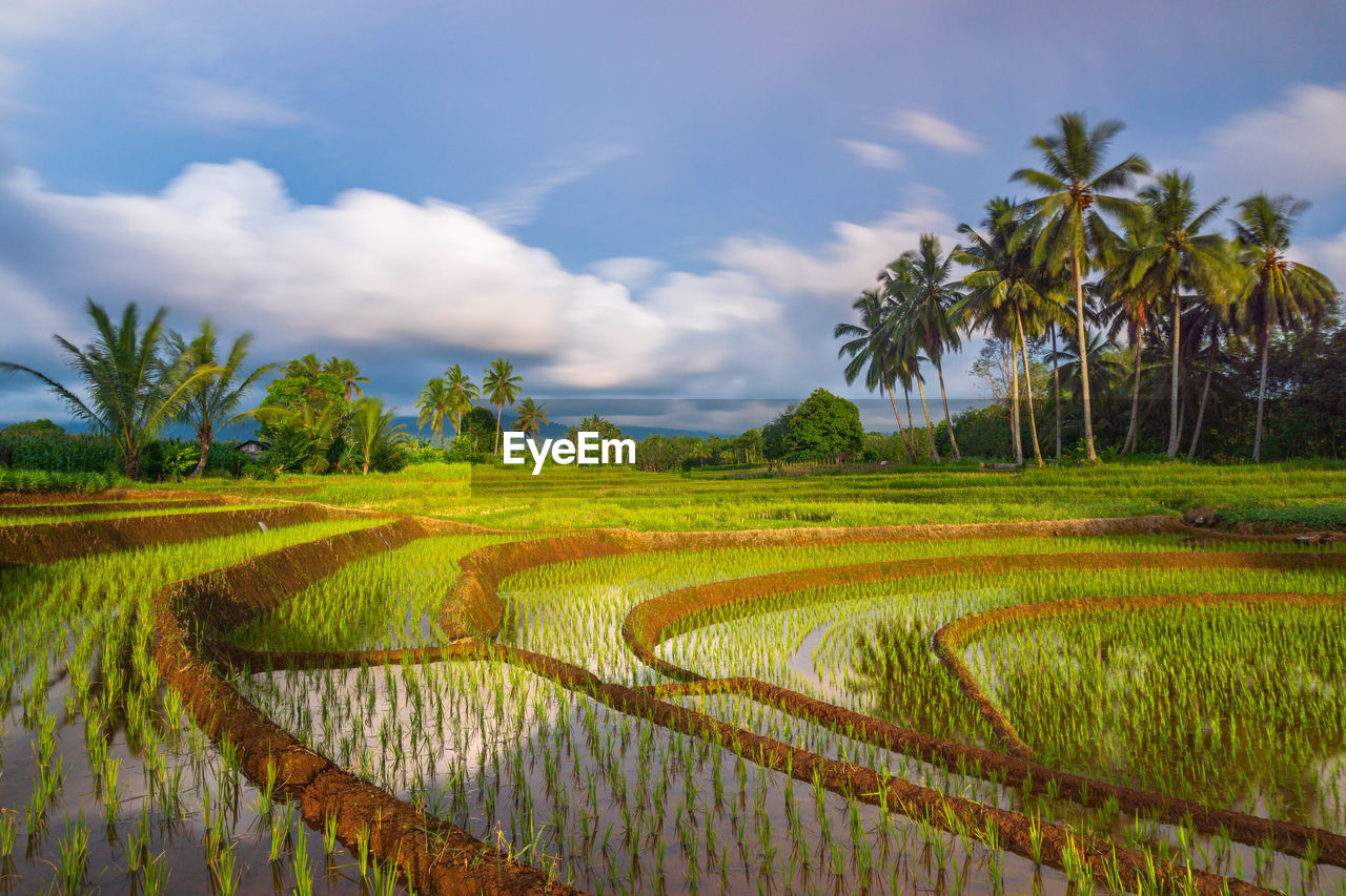 Beautiful morning view from indonesia of mountains and tropical forest