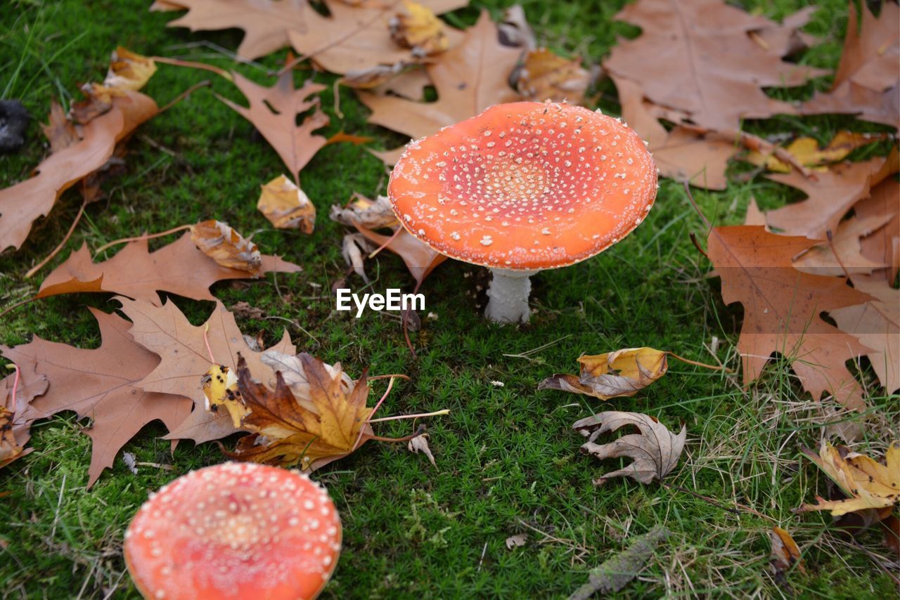 Close-up of red leaves on field