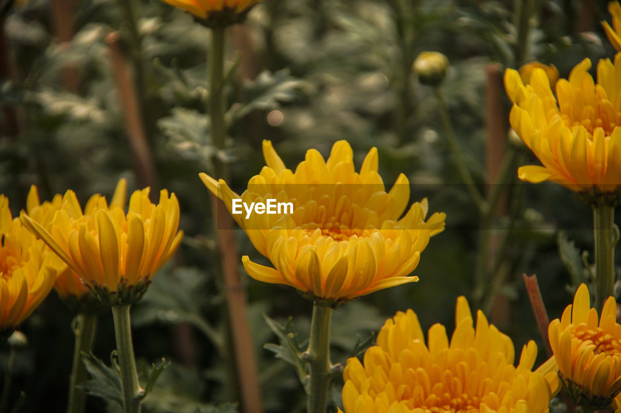 CLOSE-UP OF YELLOW FLOWERING PLANT IN FIELD