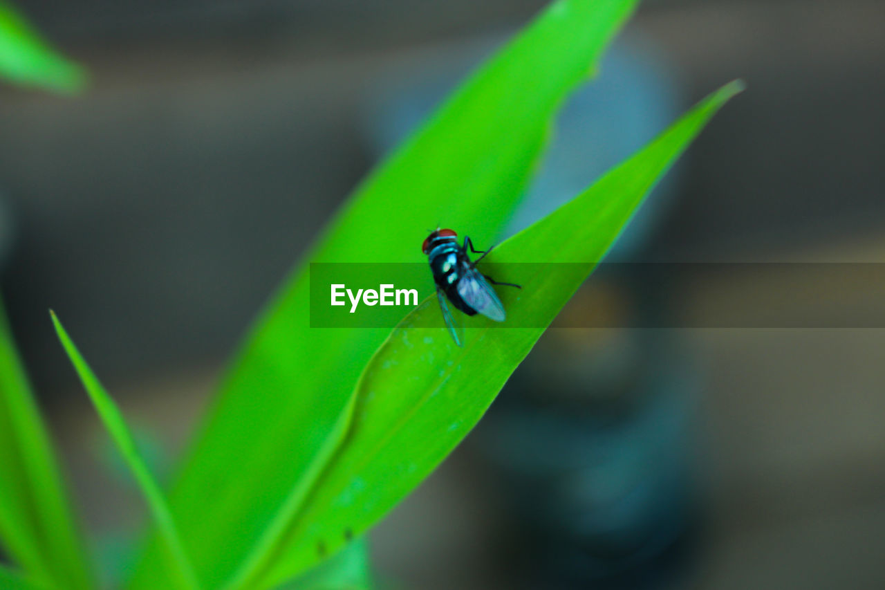 LADYBUG ON LEAF