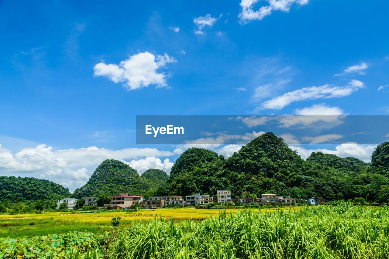 plant, landscape, sky, field, environment, meadow, land, grassland, cloud, grass, agriculture, rural scene, scenics - nature, nature, tree, beauty in nature, green, pasture, crop, horizon, rural area, farm, hill, flower, plain, growth, paddy field, no people, blue, tranquility, food and drink, tranquil scene, outdoors, building, food, day, architecture, plantation, rice paddy, prairie, rice, non-urban scene, rice - food staple, travel, travel destinations, freshness, natural environment, summer, house, social issues, foliage