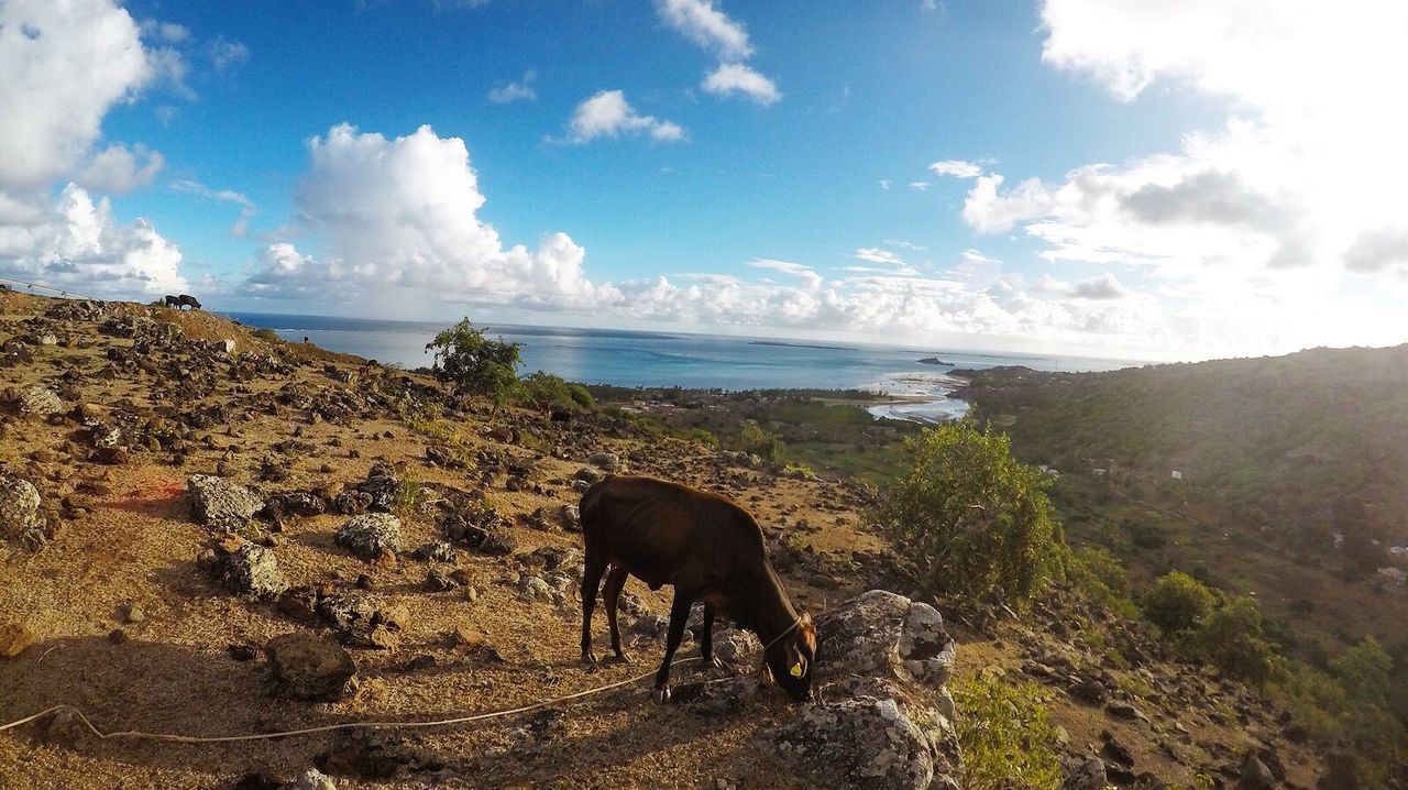 HORSE GRAZING ON SHORE AGAINST SKY