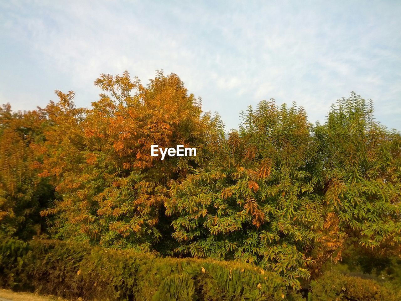 Low angle view of lush trees against the sky