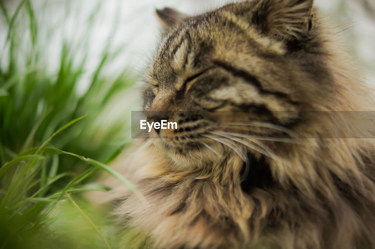 CLOSE-UP OF CAT ON GRASS